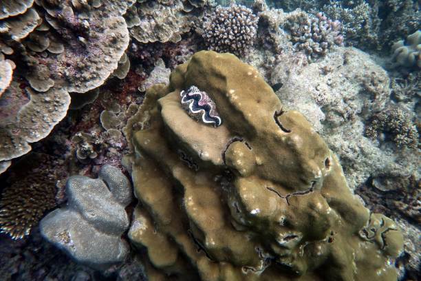 istock Giant Clam on Coral 1162797079