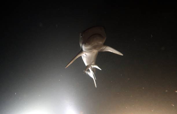 istock White Tipped Reef Shark at Night 1162797163