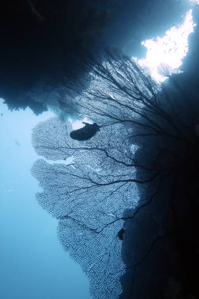 istock Sea Fan Looking Up 1162797216