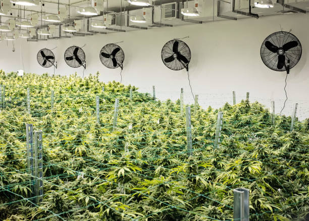 istock Indoor Medical Cannabis Cultivation 1162797683