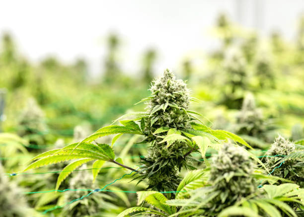 istock Indoor Medical Cannabis Cultivation 1162797691