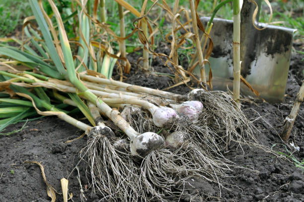 istock freshly harvested ripe garlic 1162798258