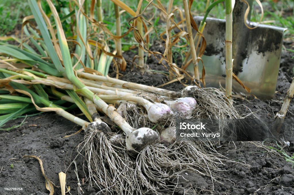 freshly harvested ripe garlic close-up of the freshly harvested ripe garlic in the field Garlic Stock Photo