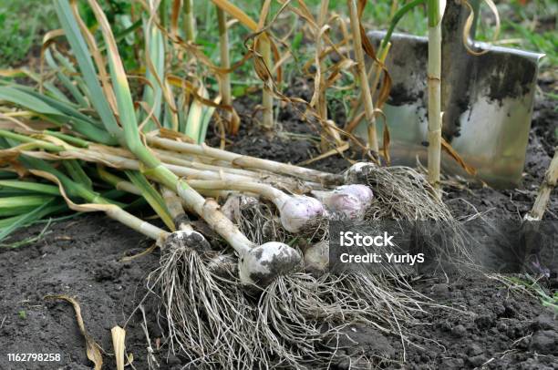 Freshly Harvested Ripe Garlic Stock Photo - Download Image Now - Garlic, Harvesting, Crop - Plant