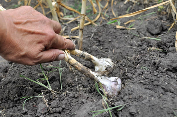 gardener harvesting ripe garlic stock photo