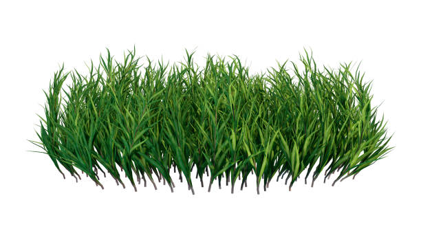 istock 3D illustration patch of grass on white 1162798429