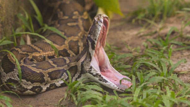 schlange - python molurus bivittatus - snake wildlife tropical rainforest reptile stock-fotos und bilder