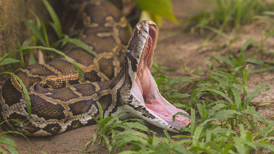 Serpiente - Python molurus bivittatus photo