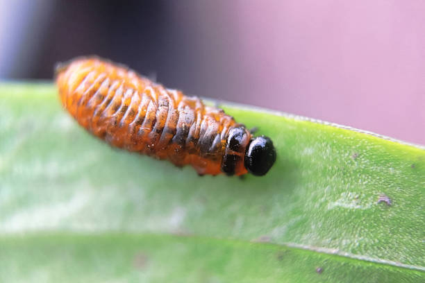 Top view of a lily beetle larvae
