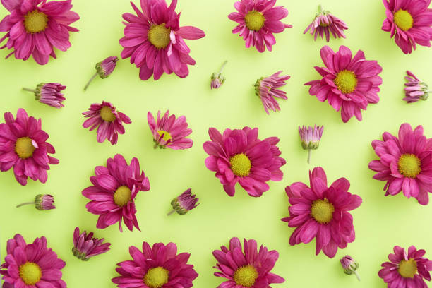 istock Flower pattern on a colorful background viewed from above. Gerbera blossom floral background. Top view 1162800683