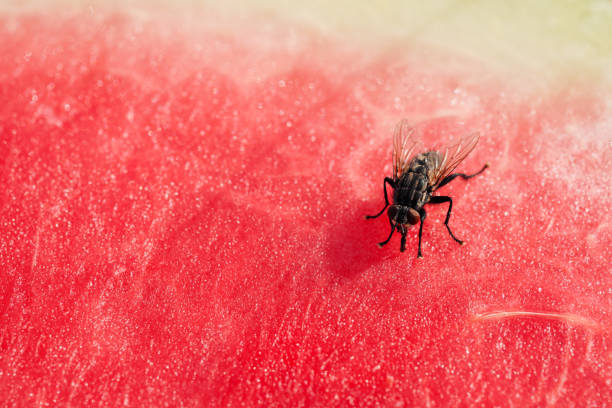 istock A fly sits on a red slice of watermelon. 1162802667
