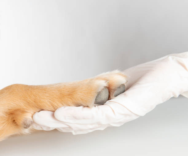 istock Veterinarian holding dog paw 1162803876