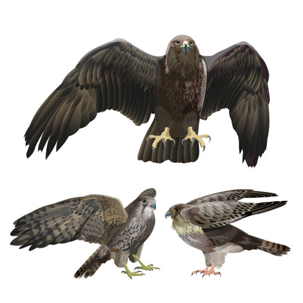 ilustrações de stock, clip art, desenhos animados e ícones de set of birds of prey - perching