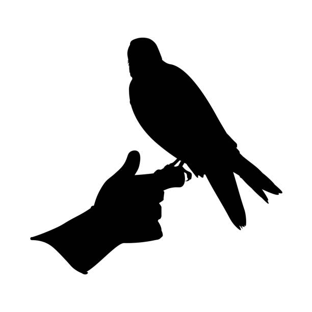 Silhouette of hunting falcon Silhouette of hunting falcon sits on gloved hand. Vector illustration isolated on white background. saker stock illustrations