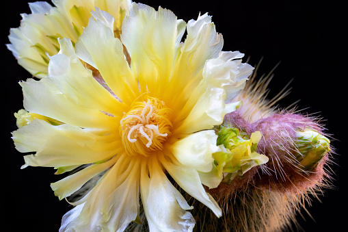 Exquisite yellow cactus flowering Notocactus Leninghausii, in full bloom.