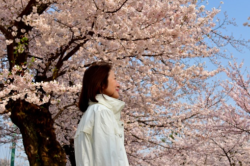 A Japanese woman in her 50's is appreciating cherry blossom in full bloom in a public park in Tokyo.