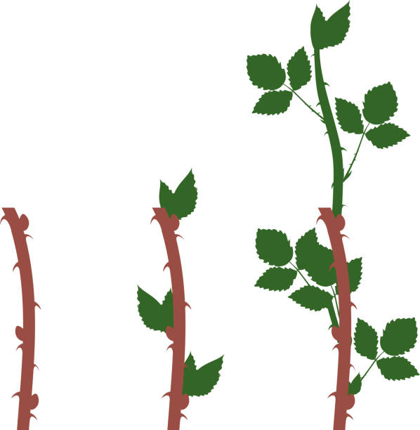 istock Blackberry vegetative reproduction scheme. Growth stages from propagule (stem cutting) to first year cane (primocane) of blackberry plant 1162806111