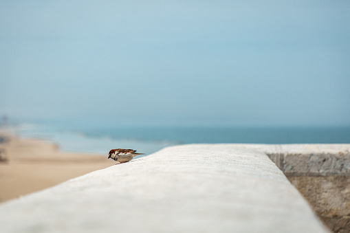 House sparrow at the seaside on fortification wall in Termoli city, Italy
