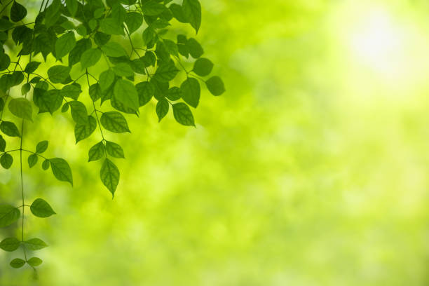 istock Close up of nature view green leaf on blurred greenery background under sunlight with bokeh and copy space using as background natural plants landscape, ecology wallpaper concept. 1162807213