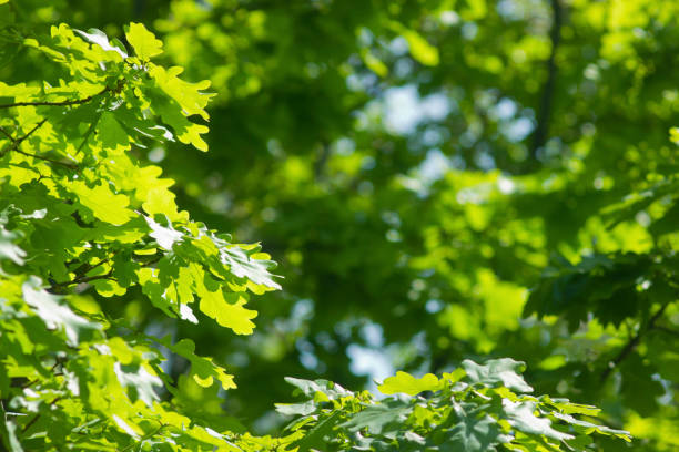 Oak green leaves in bright sunshine background