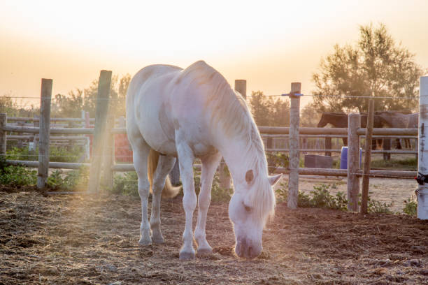 Horse on a meadow. Fields in background