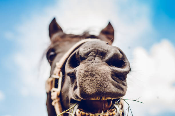 istock Horse head picture against blue sky 1162807847