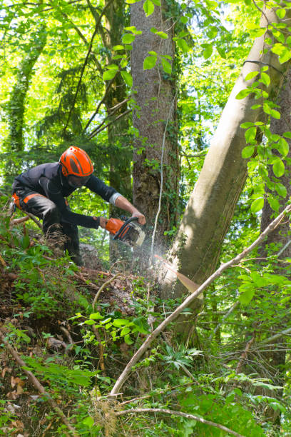 lumberjack felling a tree on a hillside - cutting tree moving down bark imagens e fotografias de stock