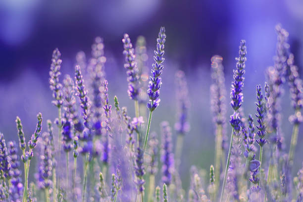 Lavender bushes closeup on sunset. Sunset gleam over purple flowers of lavender. Provence region of France
