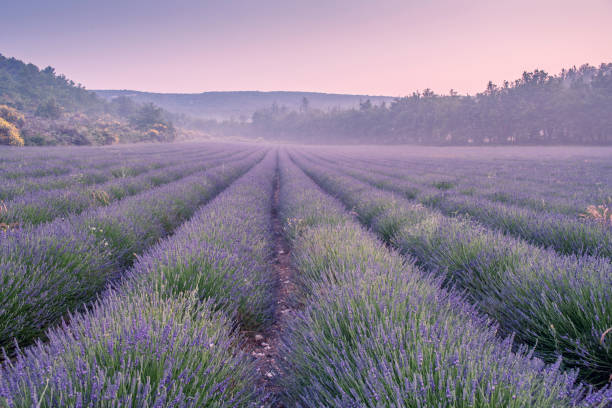 campo de lavanda - lavanda planta fotografías e imágenes de stock