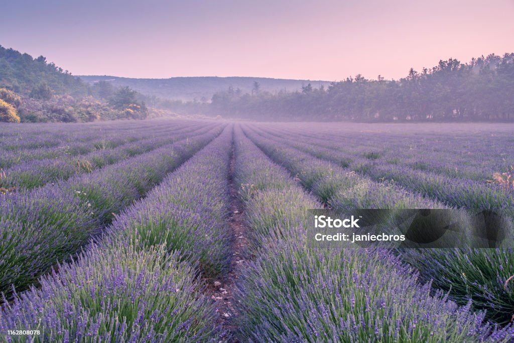 Lavender field Blooming french lavender Lavender - Plant Stock Photo