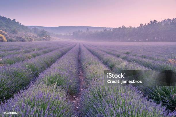 Lavender Field Stock Photo - Download Image Now - Lavender - Plant, Lavender Color, Agricultural Field