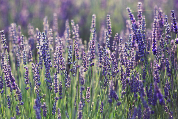 istock Blooming lavender in sunlight. Golden hour 1162808286