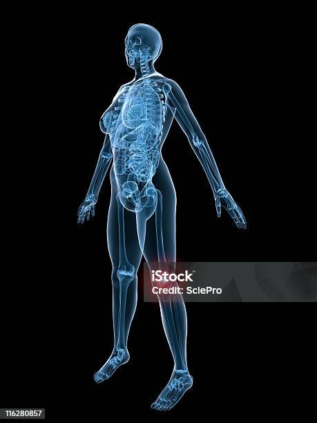 Bolesne Stawu Kolanowego - zdjęcia stockowe i więcej obrazów Anatomia człowieka - Anatomia człowieka, Badanie lekarskie, Biologia - Nauka