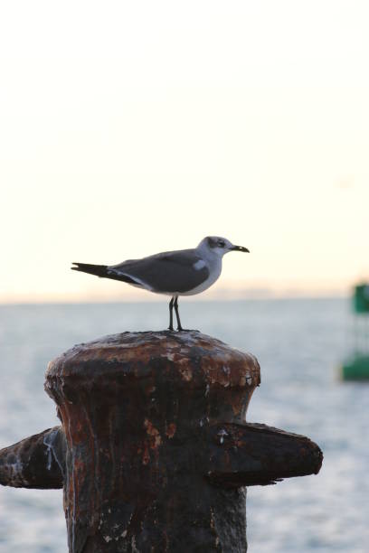 Sunset in Key Largo with a Great Egret resting on a pier.
