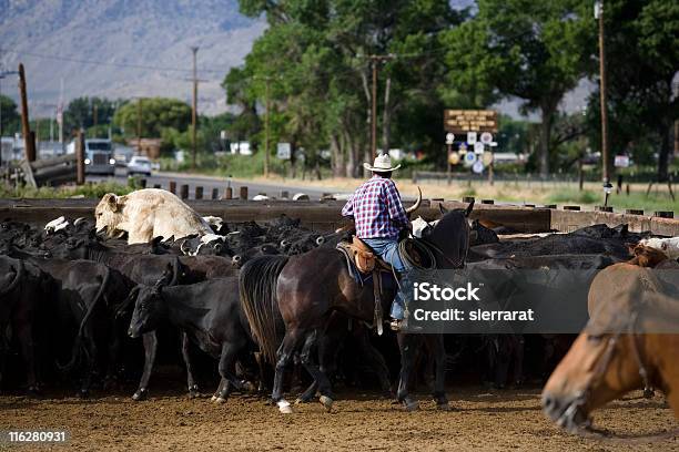 Foto de Ei Pare e mais fotos de stock de Vaqueiro - Vaqueiro, Arrebanhar, Vista Traseira