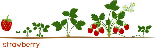 Vector illustration of Life cycle of strawberry isolated on white background. Plant growth stage from seed to strawberry plant with ripe red berries