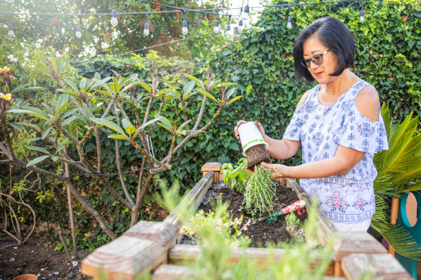 istock Senior Japanese Woman Planting Basil 1162810730