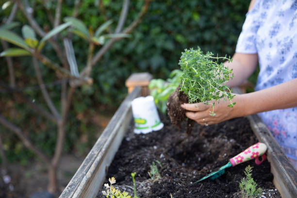 istock Senior Japanese Woman Planting Basil 1162810812