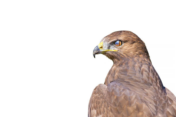 istock Bird of prey 1162814033