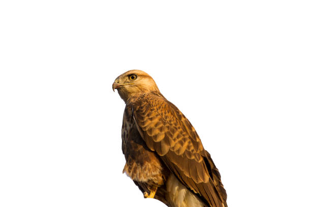 istock Bird of prey 1162814085