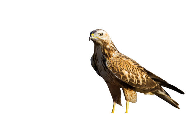 istock Bird of prey 1162814283