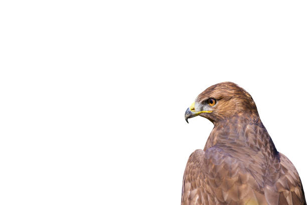 istock Bird of prey 1162814336