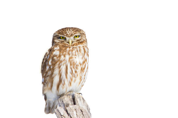 istock Cute little owl. 1162814750