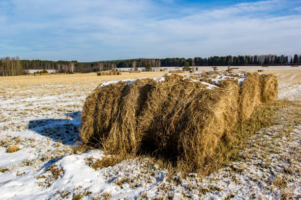 istock winter hay field in December 1162816186