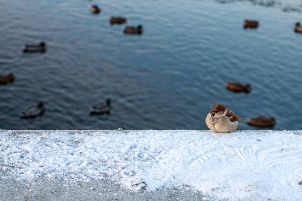 gorrión de invierno - passerculus fotografías e imágenes de stock