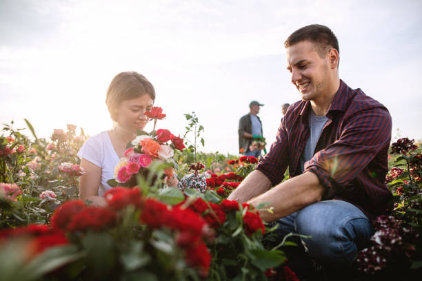 istock Working siblings pruning roses in the garden 1162818088