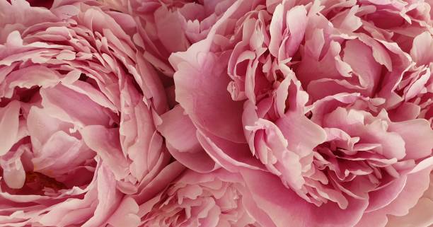 istock Pink peony petals blossom flowers 1162818621