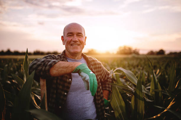 Cheerful farmer in a corn field Working senior farmer working with a shovel on a agricultural farm in a rural area. farmer stock pictures, royalty-free photos & images