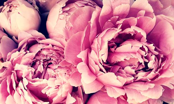 istock Pink peony petals blossom flowers 1162818770