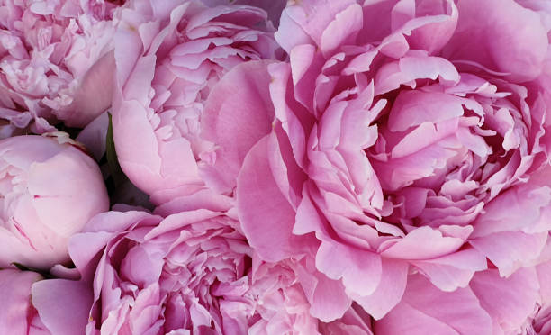 istock Pink peony petals blossom flowers 1162818868